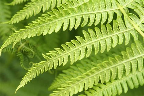 uk ferns identification.